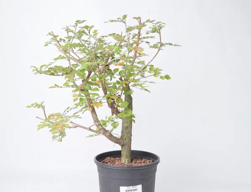 Raresucculent plant - raresucculent,