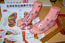 2 Pieces Human Foot Model