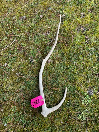 Taxidermy nice typical - ,