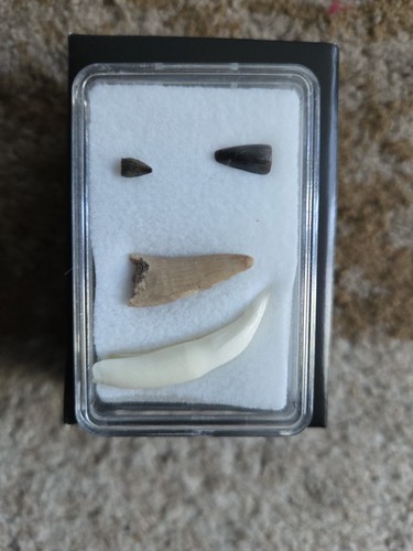 Croc fossil teeth and - , a