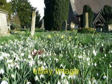 Photo 6x4 Carpet of snowdrops
