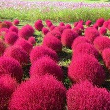 Burning Bush Grass - Kochia scoparia - Trichophylla - Viable Seeds - UK Stock