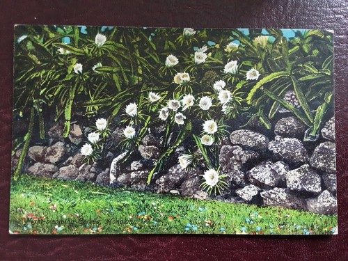 Postcard kapiolani park hawaii - kapiolani,