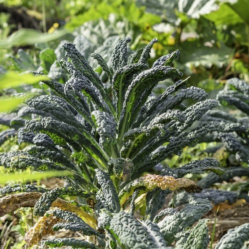Kale black - black,