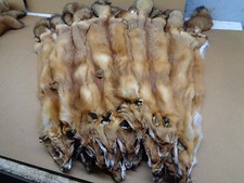 Tanned Red Fox Hides #1 Semi