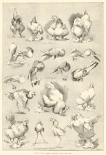 Nature's fitful moments: the dairy show. Poultry pigeons game fowl. Farming 1890