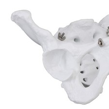 Female Pelvis Model Pelvis