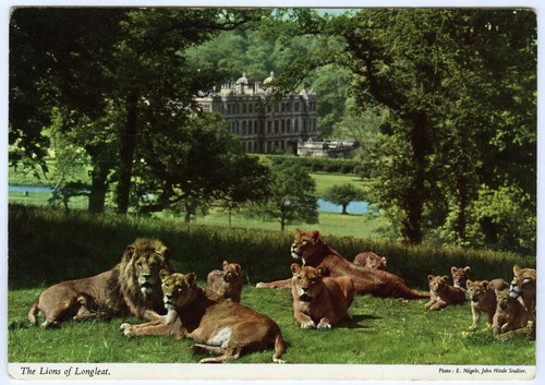 1970s hinde postcard - postcard, lions