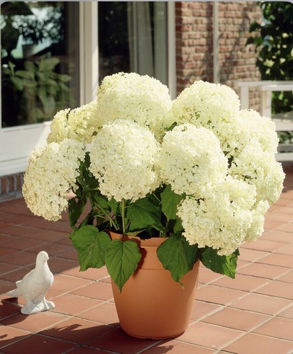 Xxxl hydrangea annabelle - xxxl, in