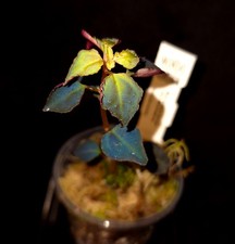 Sarcopyramis sp. Sumatra