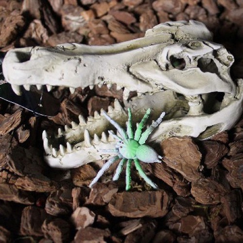 1XReptile,Snake,Turtle,Vivariu