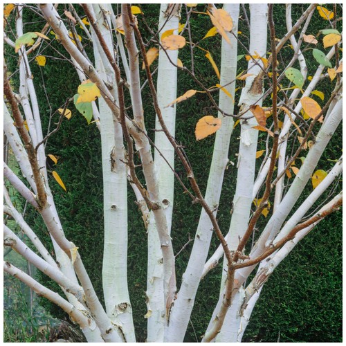 Silver birch jacquemontii - birch,