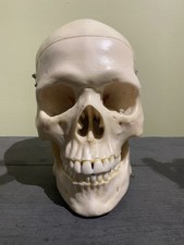 Replica Anatomical Human Skull 1:1 Removable Jaw
