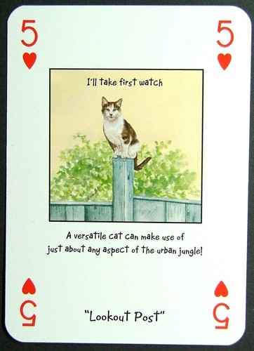 Playing card magnificent - 1,