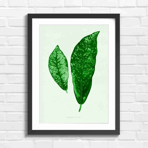 Vintage croton leaves - croton,