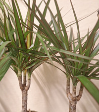 Tropical Dragon Tree "Draceana