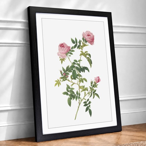 English roses pink - roses,