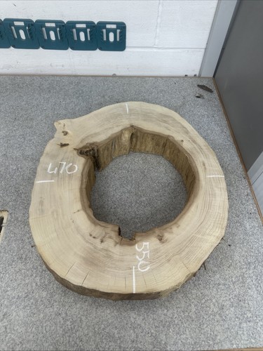 Elm tree slice - elm,