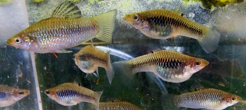 Breeding pair perugiae limia - pair,