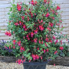 Fuchsia Hardy Climbing 'Pink
