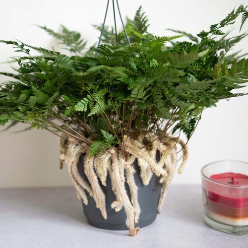 Humata tyermannii tropical - humata,