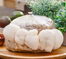 Heat Tolerant Lions Mane Liquid Culture  10 mL - Free Shipping