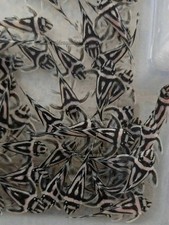 Hypancistrus zebra L046 true