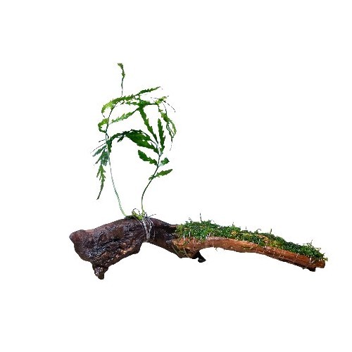 Large driftwood bogwood wood - wood, +