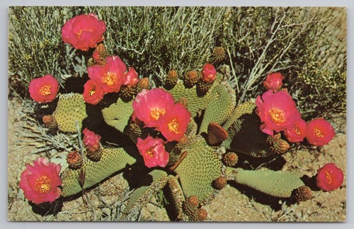 Beavertail cactus southwestern - beavertail,