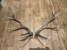 Large Red Deer Stag Antler Horn pair 