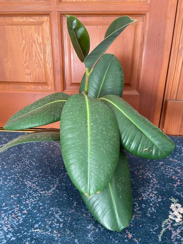 Juvenile rubber plant - juvenile,