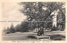 R436307 Pa Bryn Mawr Cherry