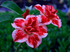 100 Adenium Obesum, Desert