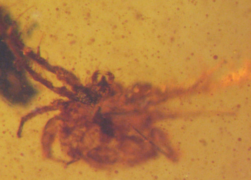 Cretaceous amber fossil - cretaceous, w/