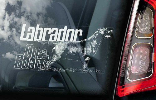 Labrador car sticker - dog, on