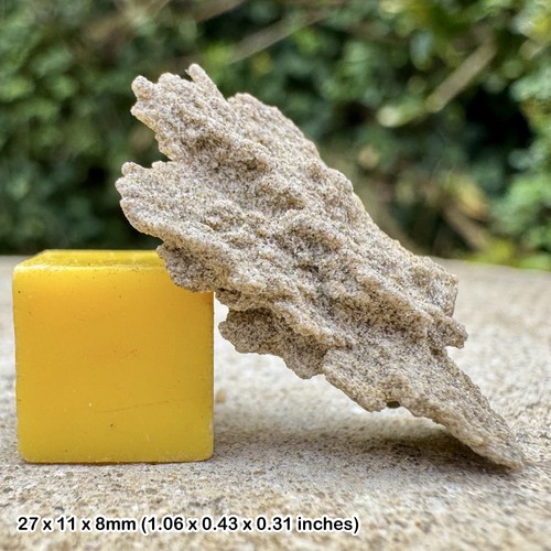 Rare sand rose - rose, |