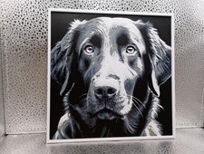 Flat Coated Retriever –