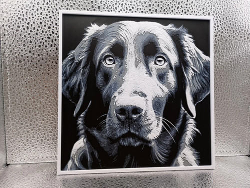 Flat coated retriever - flat,