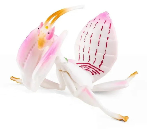Orchid mantis insect - orchid,