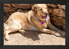 Labrador sweet portrait Framed