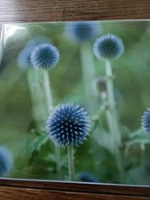 30 FLOWER CARDS, WHOLESALE