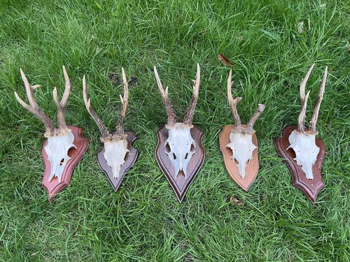 Nice roe deer - 5x,