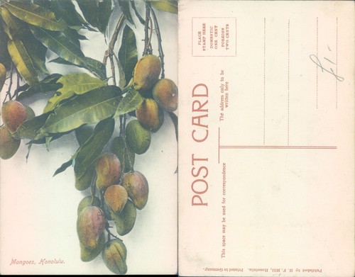 Mangoes hille fruit - he, nature
