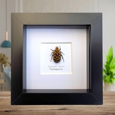 Euchroae vadoni, the