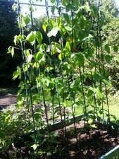 Pea Bean Support Frame t 1.2m x 2.4m H - 11mm Diameter Stake