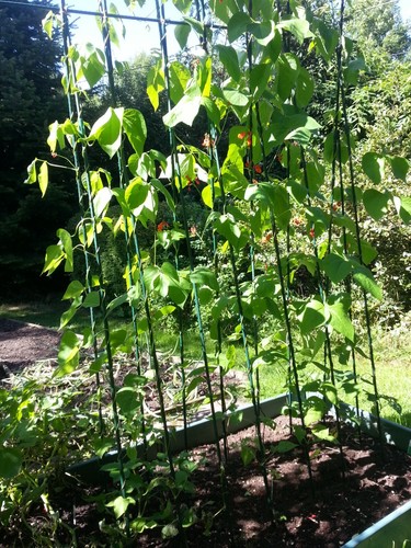 Pea bean support - t, 1.2m