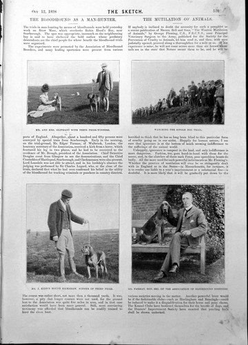 Antique old print bloodhounds - antique,