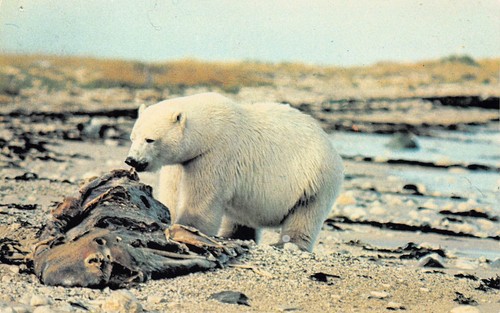 Hudson bay coast - hudson,