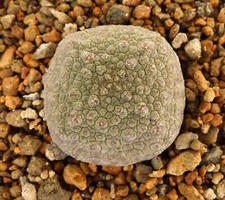 SEEDS CUBIFORM PSEUDOLITHS - -