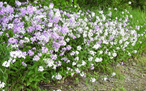 Hesperis matronalis sweet - hesperis,